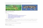 El Gorgojo Descortezador del Pino (Dendroctonus frontalis ...agimaci.org.gt/wp-content/uploads/2016/02/El-Gorgojo-descotezador... · Olancho, Honduras Adulto del gorgojo descortezador