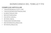 BIOMECANICA DEL PIE - fmed.uba.ar · PDF filebiomecanica del tobillo y pie complejo articular •tibioperoneas sup e inf. •tibioperoneoastragalina •subastragalina •mediotarsiana