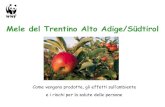 Mele del Trentino Alto Adige/Südtirol · PDF fileLa storia della coltivazione delle mele in Trentino Alto Adige Importati e diffusi dai romani, per molti secoli gli alberi di melo