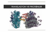 14. Translasyon ve Proteinler - bektastepe.netbektastepe.net/course-slides/14-translasyon-ve-proteinle.pdf · Translasyon ve proteinler ! Proteinlerin, genlerin son ürünü olduğunu