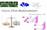 Hücre Ölüm Mekanizmaları - 2015 Türkçe Tıp · PDF fileproteinler- hücre iskleri be hücre fragmentasyonunu sağlamaktadır Kaspaz aktivasyonu ve Kaskadın Aplifikasyonu •Apoptozu