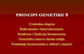 Centralna dogma Euhromatin i heterohromatin. Struktura i ...katedre.vet.bg.ac.rs/~biolog/images/stories/VET_GENETIKA/VET... · PRINCIPI GENETIKE 8 Centralna dogma Euhromatin i heterohromatin.