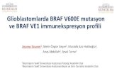 Glioblastomlarda BRAF V600E mutasyon ve BRAF VE1 ...patoloji2017.org/wp-content/uploads/2017/12/1.-SS-52-ZEYNEP... · • Bir konvansiyonel glioblastom olgusunda yeterli tümör alanı