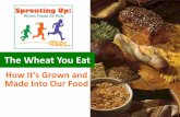 The Wheat You  · PDF fileThe Wheat You Eat How It’s Grown and Made Into Our Food
