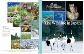 apan The Wildlife in Japan - · PDF fileThe Wildlife in Japan is classified into the following 5 groups: Wildlife in Northland, Wildlife in Mountains, Wildlife in Rural Area, Wildlife