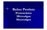 Protista - · PDF fileReino Protista Protozo ários Microalgas Macroalgas. I. Protozo ários:. ... 1. Filo Chlrophyta : algas verdes. Acetabularia sp – alga unicelular macroscópica