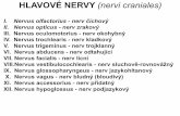 HLAVOVÉ NERVY (nervi craniales) - is.muni.cz · PDF file• cavitas nasi lamina cribrosa ... VII), n. buccalis, n. auriculotemporalis • parasympatická ganglion submandibulare +