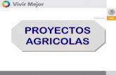 Presentación de PowerPoint - Gobierno | gob.mx · PDF file9Sistema de producción (acolchado, cintilla, calibres, micro túnel). 9Servicios Disponibles (Agua potable, Luz, Gas.).
