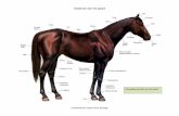 Uitwendig overzicht van het paard Verzameld door Happy ...happyhorsemassage.nl/downloads/Anatomie atlas.pdf · Anatomie van het paard Verzameld door Happy Horse Massage Uitwendig