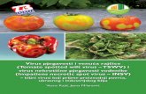 Virus pjegavosti i venuća rajčice (Tomato spotted wilt ... · PDF fileBrončana boja, venuće i propadanje rajčice uslijed zaraze TSWV-om ... U otvorenim i zatvorenim nasadima paprike,