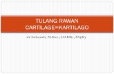 TULANG RAWAN CARTILAGE=KARTILAGOanatomi.lecture.ub.ac.id/files/2013/11/Cartilage-histology-by-dr... · Ciri Khas Matriks EC benyak ... Growth dan development tulang panjang , sebelum