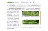 植物 05 名符其實的「腎」蕨 - csr.gigabyte.twcsr.gigabyte.tw/upload/PDF/植物_05_名符其實的「腎」蕨.pdf · 腎蕨在台灣的平地到低海拔地區是常見
