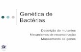 Genética de Bactérias - jaguar.fcav.unesp.brjaguar.fcav.unesp.br/.../Manoel_Victor/genetica_de_bacterias.pdf · conjugação bacteriana Prof. Manoel Victor. Pré-requisitos para