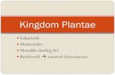 Kingdom Plantae -   · PDF fileDIVISI TUMBUHAN BRYOPHYTA (Lumut) SPERMATOPHYTA (Berbiji) PTERIDOPHYTA (Paku) ... Siklus hidup Lumut Hati