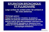 EPURATION BRONCHIQUE ET PULMONAIRE - …julioone.free.fr/epuration bronch et pulm.pdf · Diminue la tension superficielle au niveau de la ... Grande cellule avec appareil de Golgi