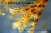 KLASIFIKASI CNIDARIA - biology911 · PDF file•Scyphozoa adalah hewan yang memiliki bentuk tubuh ... •Reproduksi secara seksual dan aseksual •Selalu membentuk medusa dengan jalan