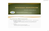 Systema Nervosum -   · PDF fileJaringan saraf adalah jaringan yang khusus untuk menghantarkan ... membentuk cauda equina di ... 1 nervus coccygeus