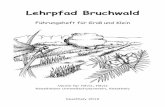 Lehrpfad Bruchwald - Nyitó · PDF fileDarauf folgte eine aus Hühnerkot hergestellte Beize, die für Elastizität sorgte und die Zurichtung erleichterte. Erst dann die
