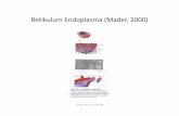 Retikulum Endoplasma (Mader, 2000) - Website Staff UIstaff.ui.ac.id/system/files/users/tutinfik/material/retikulumendo... · elektron dari NADH atau FADH₂kepada O₂ melalui serangkaian