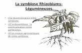 La symbiose Rizobum-Légumineuse · PDF fileLa symbiose Rhizobiums-Légumineuses • I/La reconnaissance entre symbiote: • II/L’endosymbiose : la communication entre partenaires.
