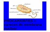 PROCARIONTES = carecen de membrana nuclear · PDF fileAnas bahamensis , de nombre común pato gargantilla , pato cariblanco o ánade gargantilla. Anas cyanoptera , de nombre común