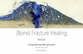 (Bone) Fracture Healing - Uni Ulm Aktuelles · PDF file(Bone) Fracture Healing Part 2/2 Computational Biomechanics ... (geometry, meshing, tissue distribution) Rule of mixture Analyze