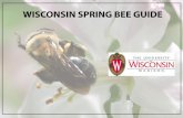 WISCONSIN SPRING BEE GUIDE - Wisconsin Energy …energy.wisc.edu/bee-guide/WI-Spring-Bee-Guide.pdf · Bees, Wasps and Flies Some !ies are bee mimics. They can be distinguished from