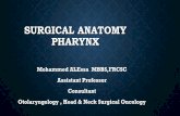 Surgical anatomy Pharynx - جامعة الملك سعودfac.ksu.edu.sa/sites/default/files/surgical_anatomy_pharynx.pdf · SURGICAL ANATOMY PHARYNX ... Advanced tumor stage . OROPHARYNX
