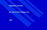 Diagramas ternarios Dr. Juan Carlos Vázquez Lira 2016 · PDF file · 2016-03-17EQUILIBRIO TERNARIO Métodos de Representación Gráfica e) Las rectas AB, BC y AC, respectivamente