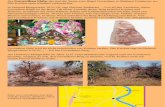 Govardhan Shila e vom Hügel Govardhan, in Mathura ... · PDF fileDer Govardhan Shila, das sind die Stein. e vom Hügel Govardhan, in Mathura/Vrindavan, wo hri Krishna seine Kindheit