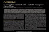 Molecular control of δ-opioid receptor signallingcbm.msoe.edu/markMyweb/ddtyResources/documents/opioidReceptor... · Molecular control of d-opioid receptor signalling ... Protein