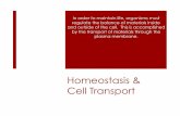 Homeostasis & Cell Transport - Wikispaces · PDF fileHomeostasis & Cell Transport In order to maintain life, ... protein that makes up the cytoskeleton of the cytoplasm, and (3) a