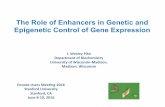 The Role of Enhancers in Genetic and Epigenetic Control … of Biochemistry University of Wisconsin-Madison, Madison, Wisconsin Encode Users Mee?ng-2016 Stanford University Stanford,