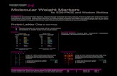 Molecular Weight Markers - ナカライテスク株式会社 Comparison 1 Molecular Weight Markers for SDS-PAGE and Western Blotting Protein Ladder One for SDS-PAGE Description In