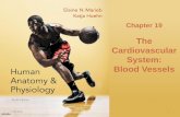 The Cardiovascular System: Blood Vessels - · PDF fileChapter 19 The Cardiovascular System: ... 1/20/2016 23 . Figure 19.11 Direct and indirect (hormonal) mechanisms for renal control