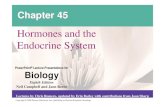 Hormones and the Endocrine System - ocw.nthu.edu.twocw.nthu.edu.tw/ocw/upload/17/news/【L11 課程大綱】Ch45-pre.pdf · throughout the body: the endocrine system and the nervous
