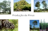 Pinus Patula Pinus Nigra Pinus Caribaea Produção de … P. tecunumanii, P. maximinoi e P. patula possibilitando a expansão da cultura de Pinus em todo o Brasil, usando-se a espécie
