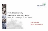 Fish biodiversity along the Mekong River - 日本学術 … yscience yenvironment ypartners Fish biodiversity along the Mekong River from the Himalaya to the coast Eric BARAN MITH