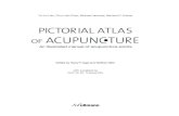 PICTORIAL ATLAS O F ACUPUNCTURE - … Acupuncture Techniques ... Bl 16 Du Shu Governor Shu ... Acupuncture Points of the Principal Channels the Gall Bladder Channel ...
