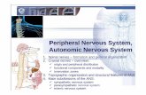 Peripheral Nervous System - nikolai.lazarov.pronikolai.lazarov.pro/.../2014/pharmacy/14_Peripheral_Nervous_System.… · Peripheral Nervous System, ... (pseudo)unipolar neurons –