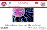 B005K90F88 Mikroakışkan Sperm Ayıklama Ç · PDF file · 2015-12-30Morfolojiye bağlı sperm seçim yöntemlerine göre standardize edilmiş ... BD LIVE/DEAD® Sperm Viability
