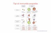 Tipi di immunità acquisita -  · PDF fileLe funzioni dei diversi isotipi L’interazione tra anticorpo e antigene   . Un adulto sano di 70-kg