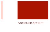 Muscular System - Quia · PDF fileBundles of muscle fibers held together ... !Visceral or smooth— involuntary ... Non-striated ! Involuntary Control !