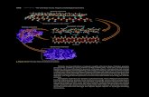 α-helix - SRI LANKA'S EDUCATIONAL HUB - Homeaswarphysics.weebly.com/uploads/4/6/2/1/46211853/... ·  · 2016-10-15called the quaternary structure of the protein ... Carbohydrates