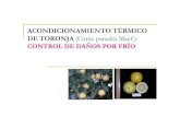 ACONDICIONAMIENTO TÉRMICO DE TORONJA (Citrus … de la citricultura/ponencias/5.VIERNES30... · Acondicionamiento de Toronja Expresión génica Genes identificados utilizando el