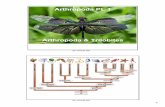 Arthropoda & Trilobites - Wikispaces1.pdf · Arthropoda Pt. 1 Arthropoda & Trilobites Jan 169:53 AM. 2 Jan 169:52 AM Over 80% of all known animal ... SMART Board Interactive Whiteboard