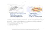2 Lipid Metabolism - hpe4.anamai.moph.go.thhpe4.anamai.moph.go.th/hpe/data/ms/2_Lipid Metabolism.pdf · Lipid Metabolism & Treatment of Dyslipidemia น.พ.ชลทิศ อุไรฤกษ