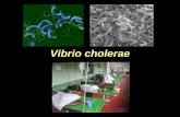 Presentación de PowerPoint - depa.fquim.unam.mxdepa.fquim.unam.mx/bacteriologia/pdfs/nuevos0517/vibrio190417.pdf · ABC Hikojima Inaba ... agua y electrolitos en intest delgado.