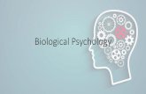 Biological Psychology - Mr. Testa's Web worldmrtestasclass.weebly.com/.../5/2/9/85297440/biological_psychology.pdf · Understanding Biological Psychology •Biological Psychology