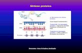 Síntese proteica - Ensino de Biologia e Geologia · Mutações Génicas envolvem uma alteração pontual ao nível dos nucleótidos de um gene Cromossómicas envolvem a estrutura